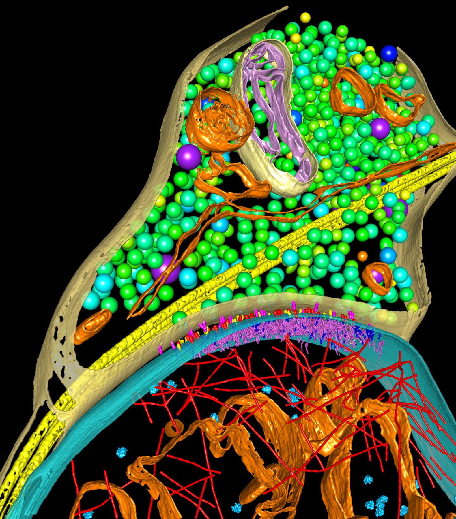 Three-dimensional Visualization of Excitatory Synapses