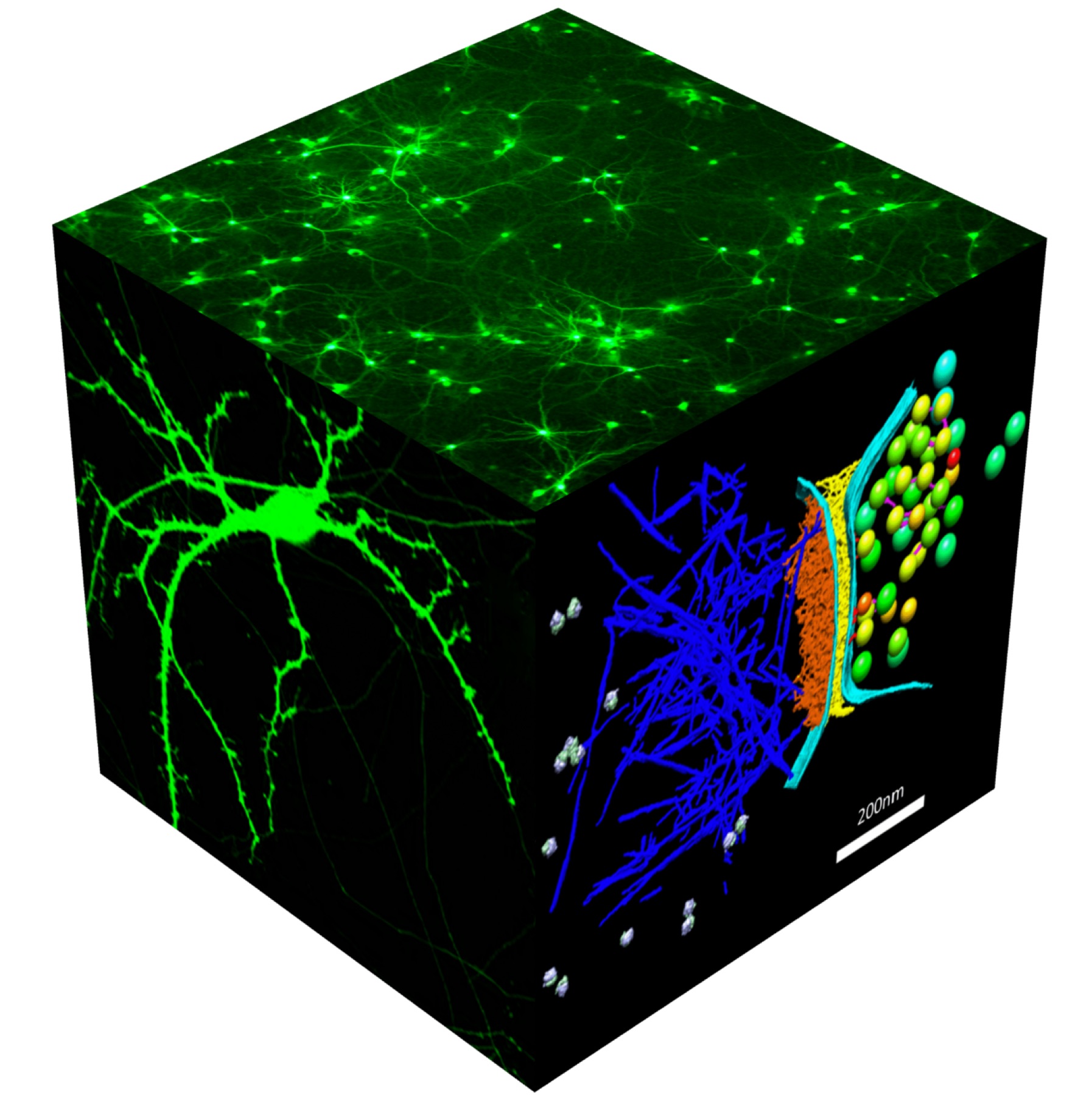 Decoding the Brain's Black Box with Multiscale Microscopy