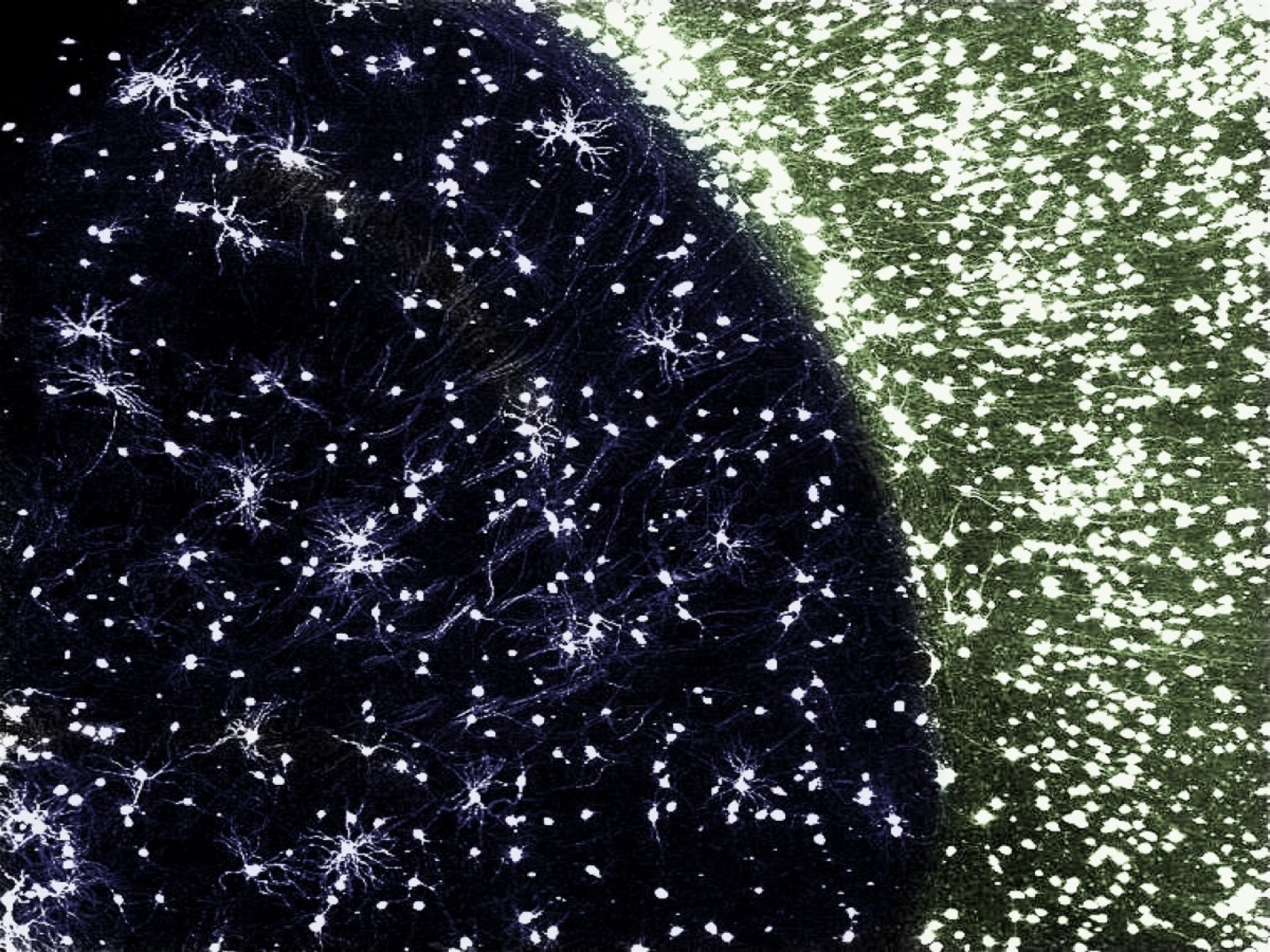 Night Bloom