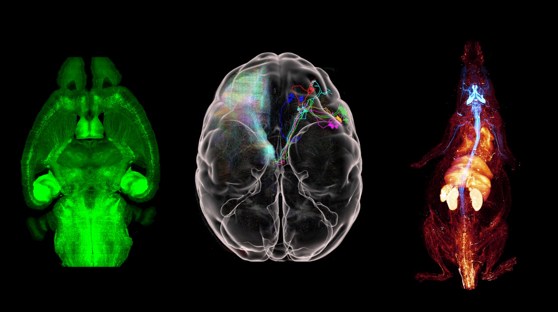 Whole mouse brain, rhesus monkey brain, and mouse peripheral nerves