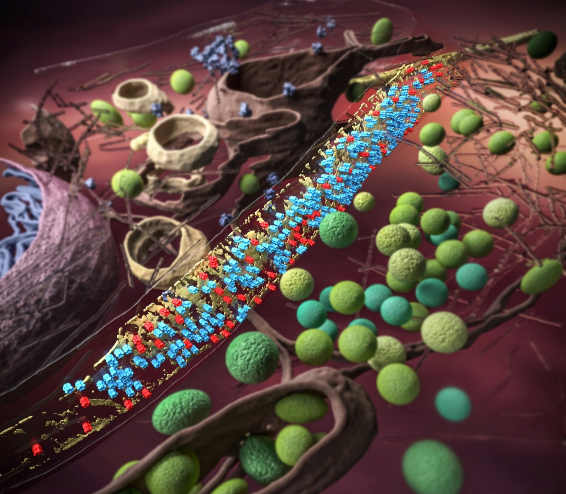 Three-dimensional reconstruction of molecular architecture inside a synapse