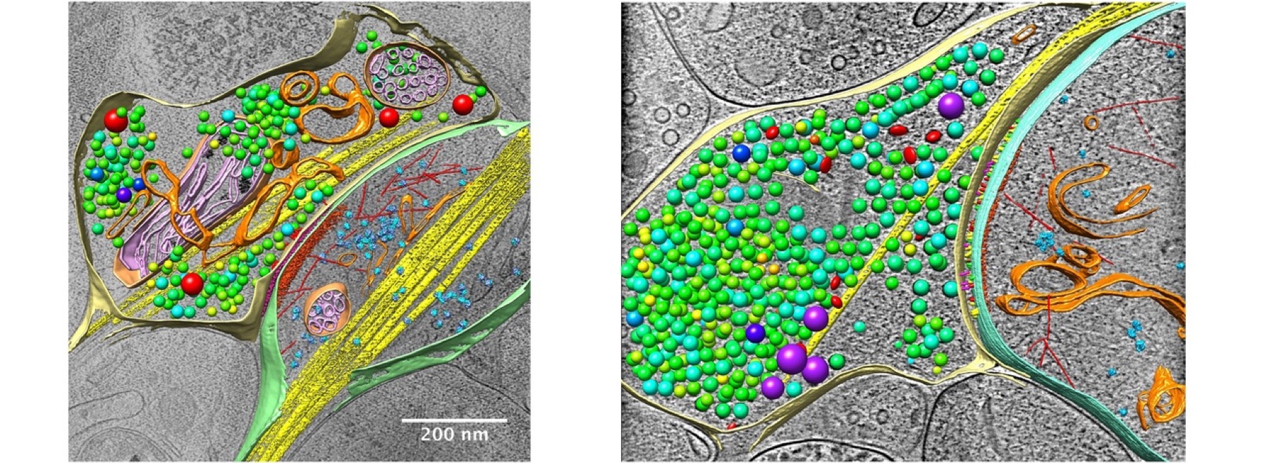 Electron microscopy and correlative microscopy image from the former website