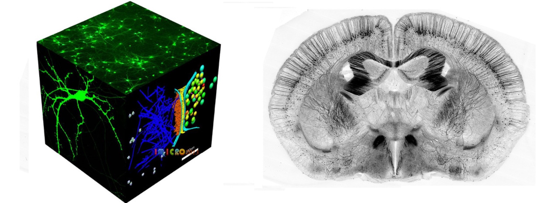 Light microscopy image from the former website