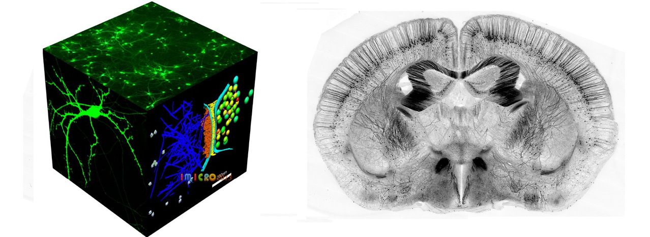Confocal microscope imaging improved with beam shaping – Precision Laser  Scanning